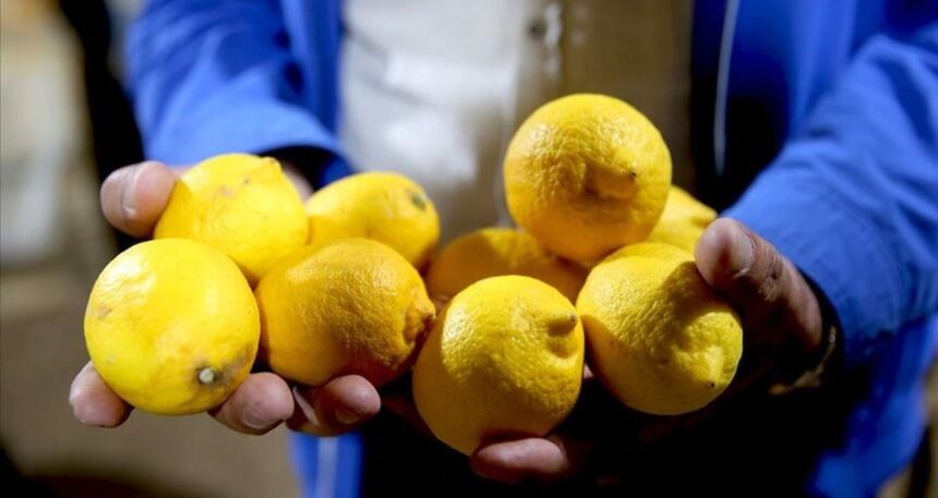 Ticaret Bakanlığı yurt dışına limon satışını yasakladı