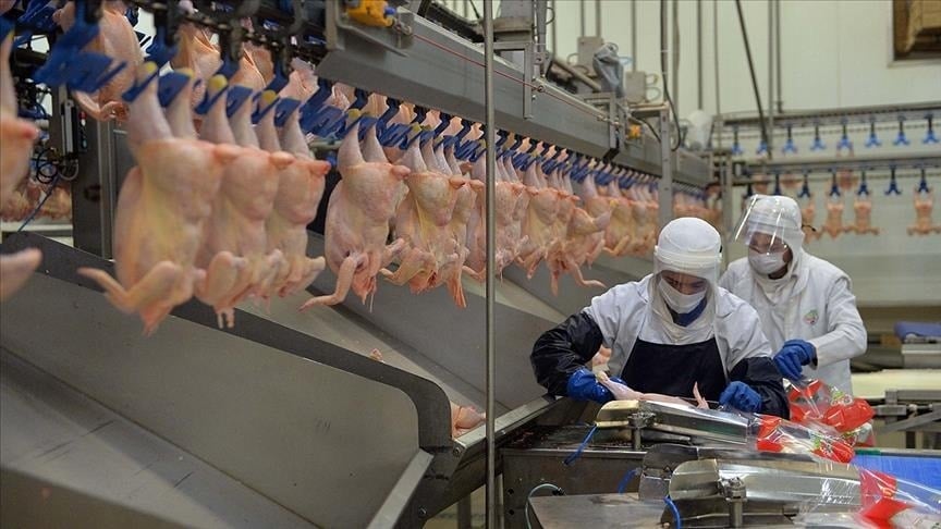 Türkiye'nin dev tavuk firmasında zararlı bakteri bulundu: Market ve kasaplardan toplatılıyor