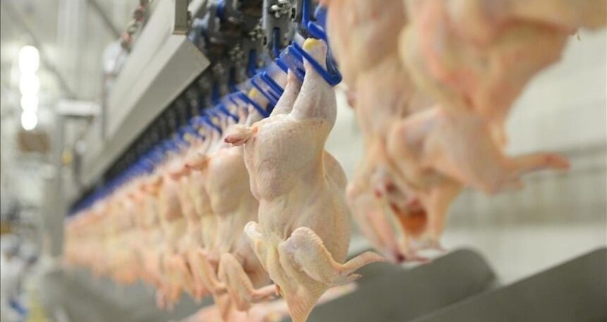 Türkiye’nin dev tavuk firmasında zararlı bakteri bulundu: Market ve kasaplardan toplatılıyor