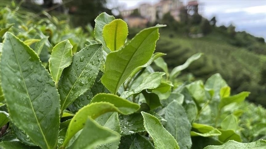 Zirai don çayı da vurdu: Rekoltede kayıp yaşandı