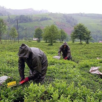 Zirai don çayı da vurdu: Rekoltede kayıp yaşandı