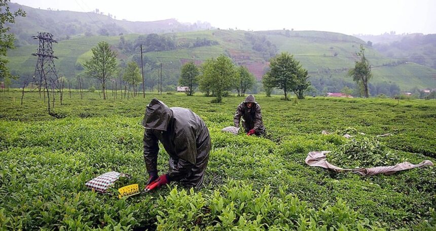 Zirai don çayı da vurdu: Rekoltede kayıp yaşandı