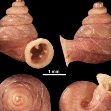 3 milimetrelik salyangoza Picasso adı verildi
