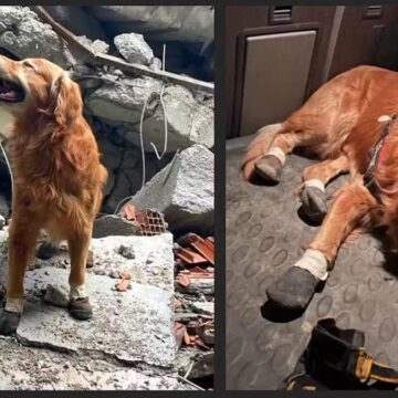 6 Şubat depremlerinde 18 vatandaşı kurtaran Kahraman Köpek Killian hayatını kaybetti