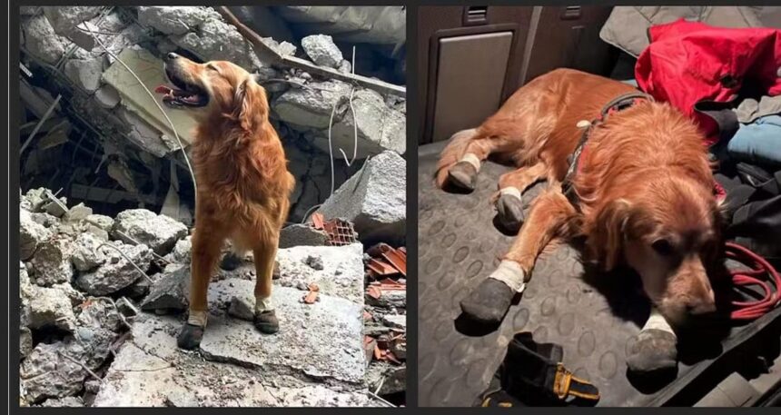 6 Şubat depremlerinde 18 vatandaşı kurtaran Kahraman Köpek Killian hayatını kaybetti