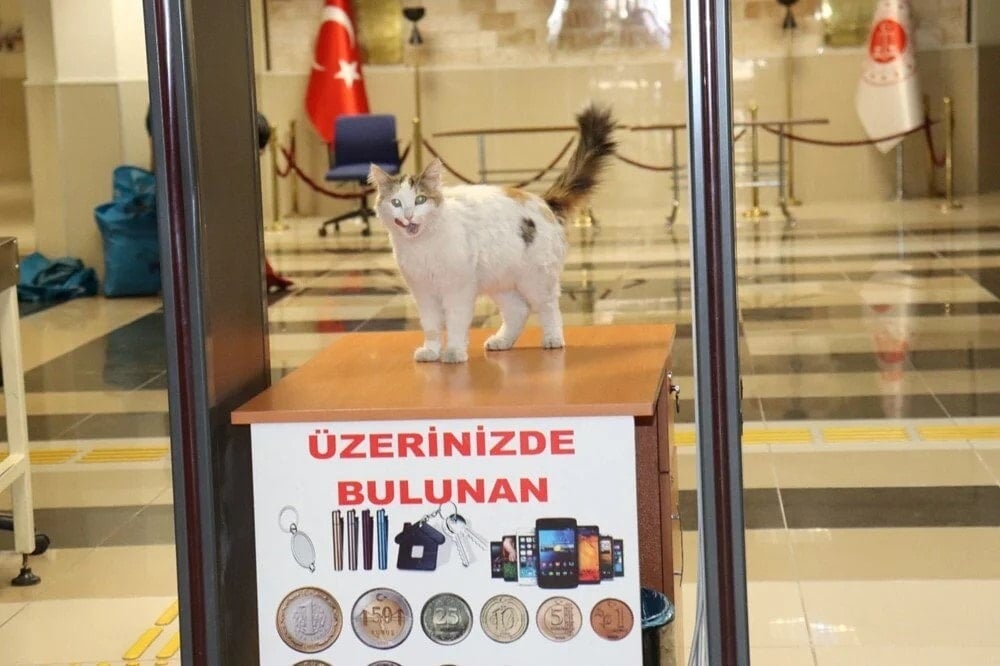 Adalet Sarayı'nın sevimli kedisi: 9 yıldır adliye koridorlarında dolaşıyor