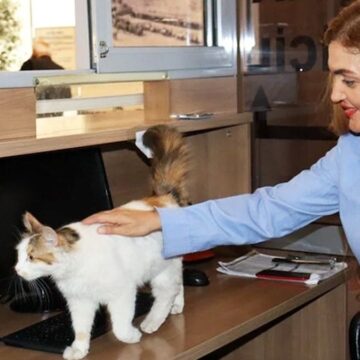 Adalet Sarayı’nın sevimli kedisi: 9 yıldır adliye koridorlarında dolaşıyor