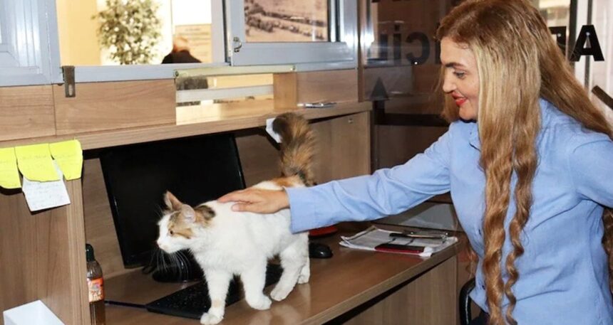 Adalet Sarayı’nın sevimli kedisi: 9 yıldır adliye koridorlarında dolaşıyor