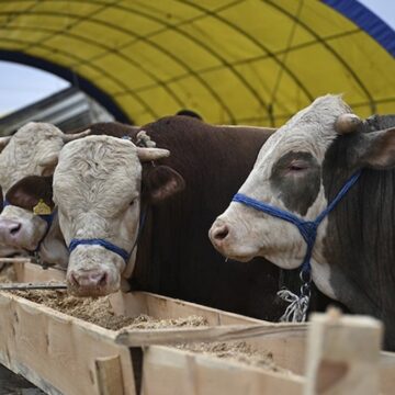Bayram yaklaşırken kurban pazarı hareketlendi: 2025 kurbanlık fiyatları ne kadar?