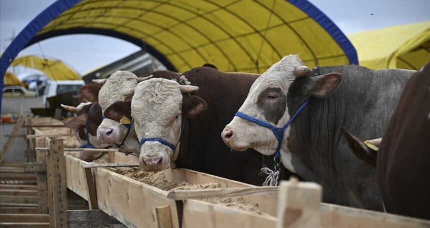 Bayram yaklaşırken kurban pazarı hareketlendi: 2025 kurbanlık fiyatları ne kadar?