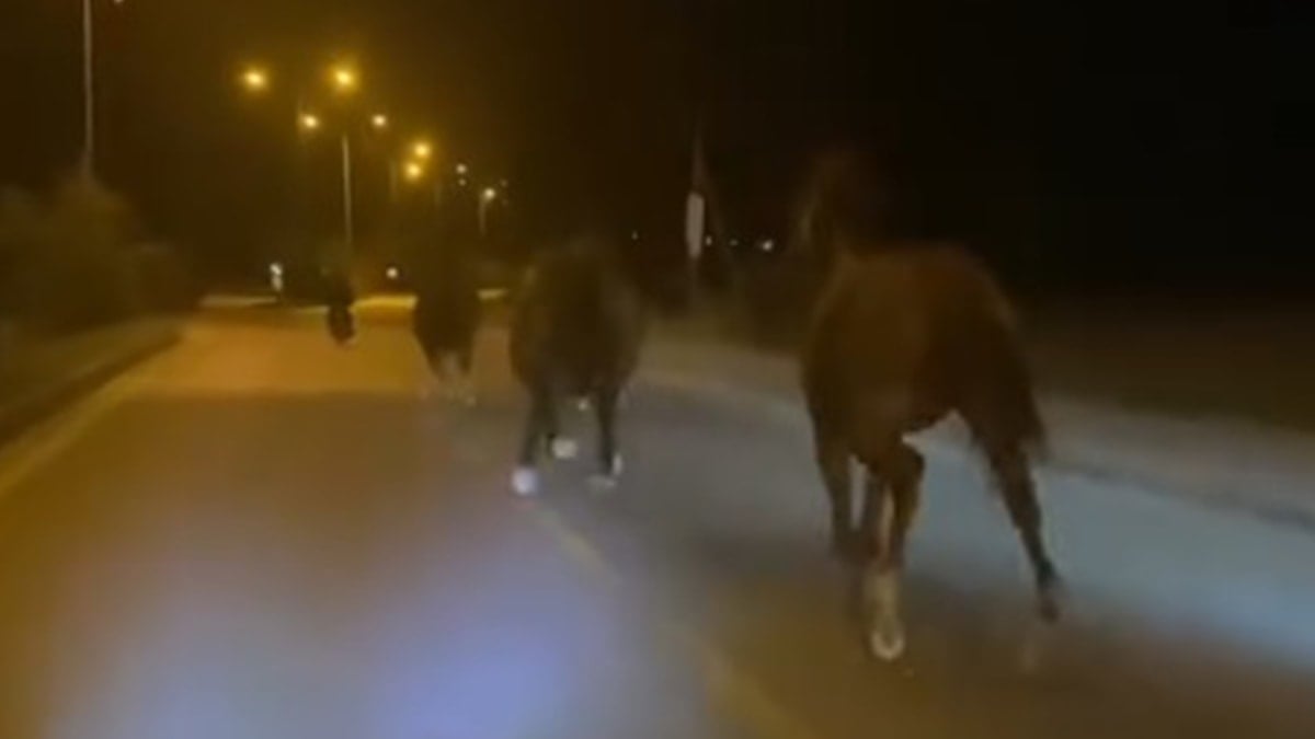 Bir dönem Türkiye'nin en zengin iş adamıydı, dün gece de çiftlikteki atları kaçtı