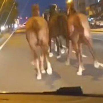 Bir dönem Türkiye’nin en zengin iş adamıydı, dün gece de çiftlikteki atları kaçtı