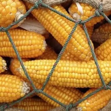 Çiftçi mısırını hasat ederken 1 milyon tonluk ithalat yapılacak