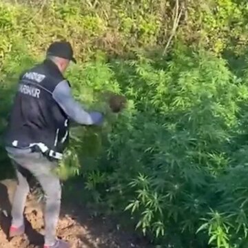 Diyarbakır’da 30 bin kök Hint keneviri ele geçirildi