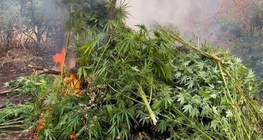 Diyarbakır’da milyonlarca kök kenevir ele geçirildi