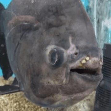 Doğum gününü dadaş piranayla kutladı