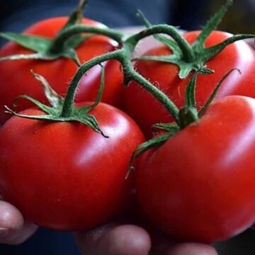 Domatesteki bu çizgiler içinin pestisitlerle dolu olduğunu gösteriyor!