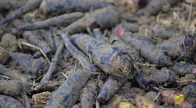 En sonunda depremzedelerin yüzünü güldüren bir haber kuraklığa rağmen tarlalardan geldi
