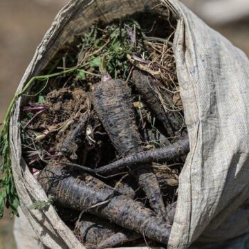 En sonunda depremzedelerin yüzünü güldüren bir haber kuraklığa rağmen tarlalardan geldi