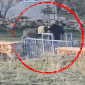 Eşekten ne istediniz? Döverek öldürdüler!