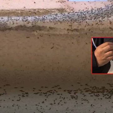 Fransa’da köylüler evlerini terk ediyor! Her yere yayıldı, yaşamak imkansız