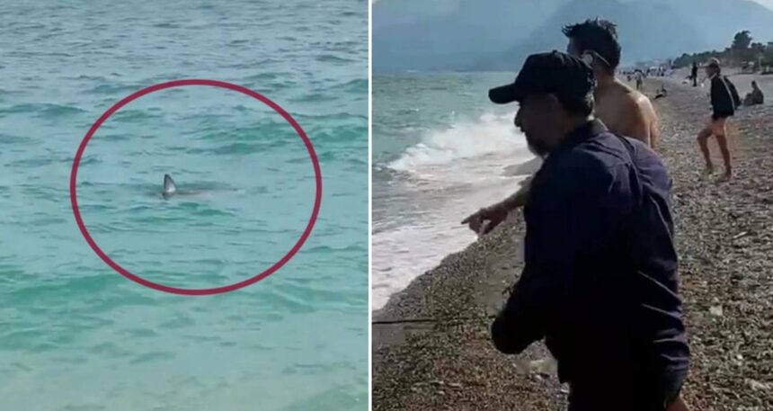 Görüntü Türkiye’den… Köpek balığını taş atarak kovalamaya çalıştılar
