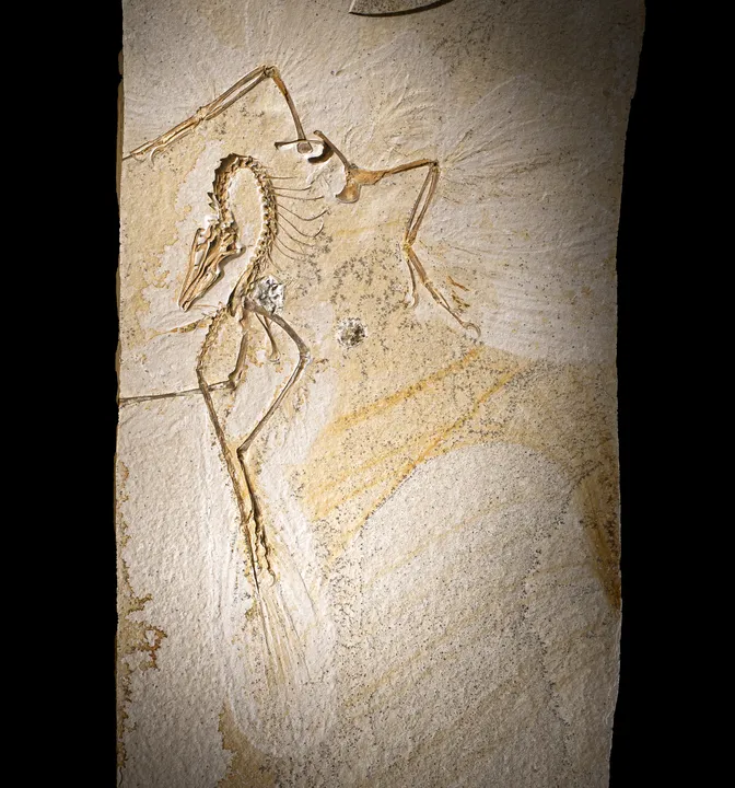Güvercin büyüklüğündeki dinozorun sırrı çözülüyor