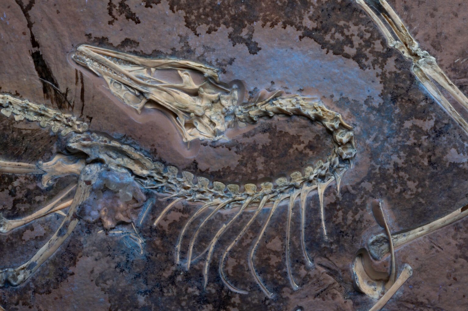 Güvercin büyüklüğündeki dinozorun sırrı çözülüyor