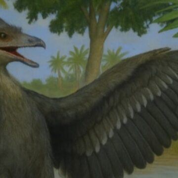 Güvercin büyüklüğündeki dinozorun sırrı çözülüyor