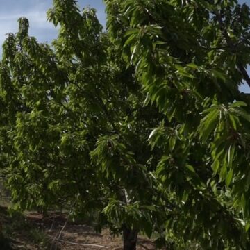 Hasadı başladı, çiftçinin umudu oldu: Kilosu 400 liradan satılıyor