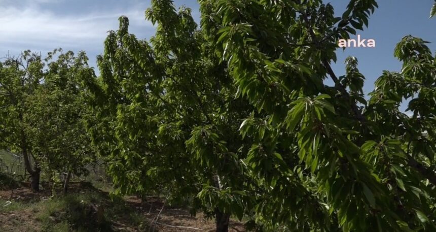 Hasadı başladı, çiftçinin umudu oldu: Kilosu 400 liradan satılıyor