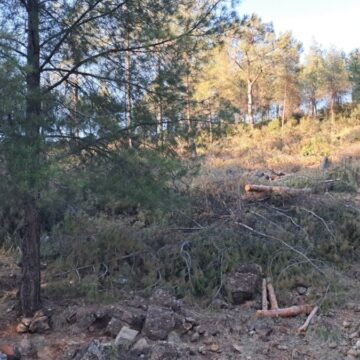 Hatay’da TOKİ projesi için ağaçlar kesildi!