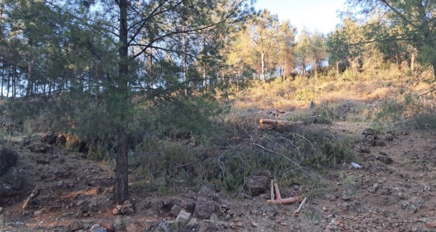 Hatay’da TOKİ projesi için ağaçlar kesildi!