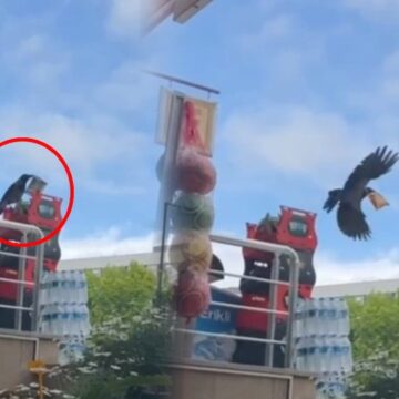 ‘Hırsız’ kargayla esnafın diyaloğu gündem oldu