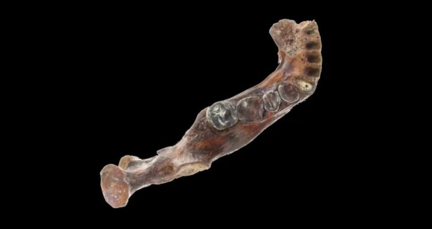 insana-ait-saniliyordu-denizin-dibinde-bulunan-cene-kemiginin-gizemi-cozuldu-8aNMjD9u.jpg İnsana ait sanılıyordu, denizin dibinde bulunan çene kemiğinin gizemi çözüldü