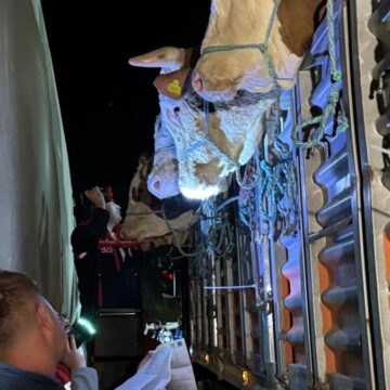İstanbul’a kurbanlık hayvan sevkiyatları başladı: Denetimler 7/24 sürecek