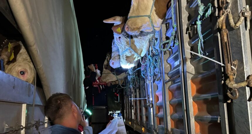 İstanbul’a kurbanlık hayvan sevkiyatları başladı: Denetimler 7/24 sürecek