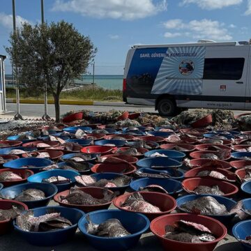 İstanbul’da yüzlerce kalkan balığına el konuldu