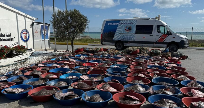 İstanbul’da yüzlerce kalkan balığına el konuldu