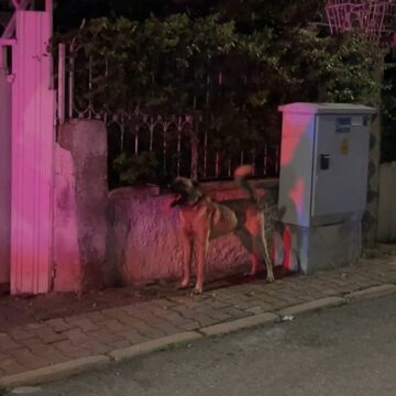 Kayseri’de sahipli köpek 6 yaşındaki çocuğu ısırdı