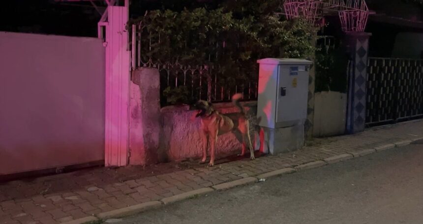 Kayseri’de sahipli köpek 6 yaşındaki çocuğu ısırdı