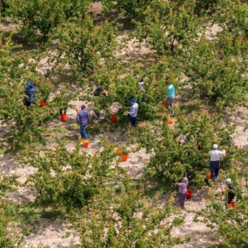 Köylüler büyük bir coşkuyla hasada başladı: Bu sene yüksek verim bekleniyor