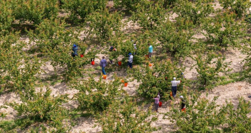 Köylüler büyük bir coşkuyla hasada başladı: Bu sene yüksek verim bekleniyor