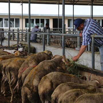 Kurbanlık fiyatı 7 yılda yüzde 1417 arttı