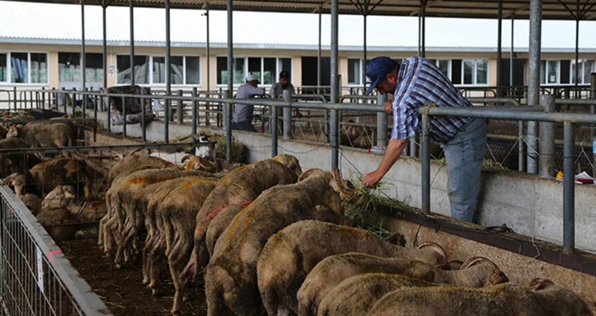 Kurbanlık fiyatı 7 yılda yüzde 1417 arttı