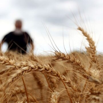 mardinde-155-donumluk-bugday-ekili-alanda-yangin-TkQJD97Z.jpg Mardin’de 155 dönümlük buğday ekili alanda yangın