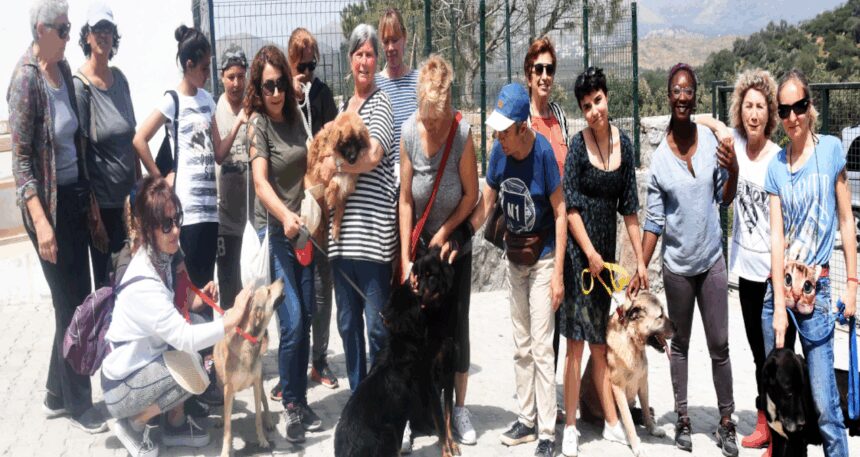 Muğla’da CHP’li belediyelere sokak hayvanları cezası yağdı