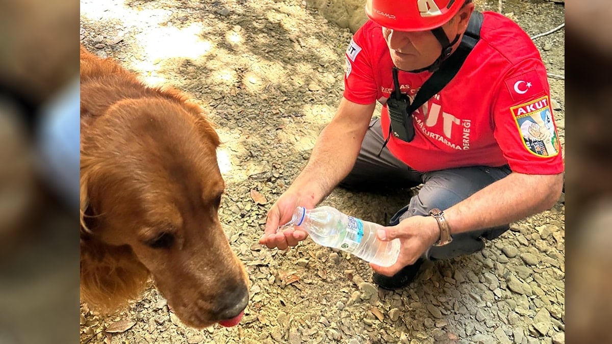 Muğla'da dere yatağında mahsur kalan köpek kurtarıldı