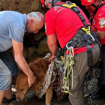 Muğla’da dere yatağında mahsur kalan köpek kurtarıldı
