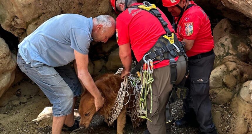 Muğla’da dere yatağında mahsur kalan köpek kurtarıldı